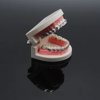 Зубоврачебная Начинаещи Стандартна Демонстрационен Модел На Зъбите Typodont Група За Стоматологична Лаборатория
